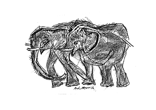 Double Elephants - Platography On Paper by Achuthan