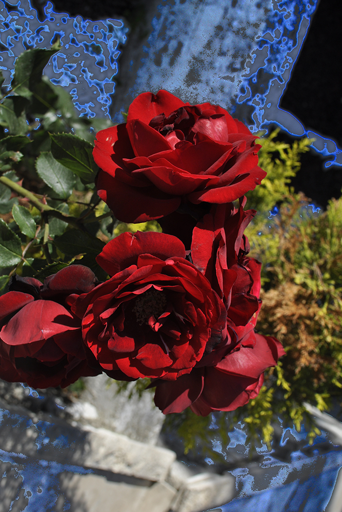 Roses in Turkey