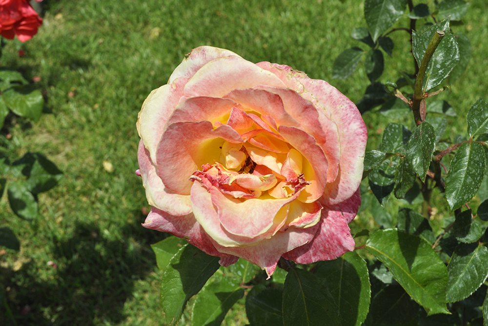 Turkish Rose